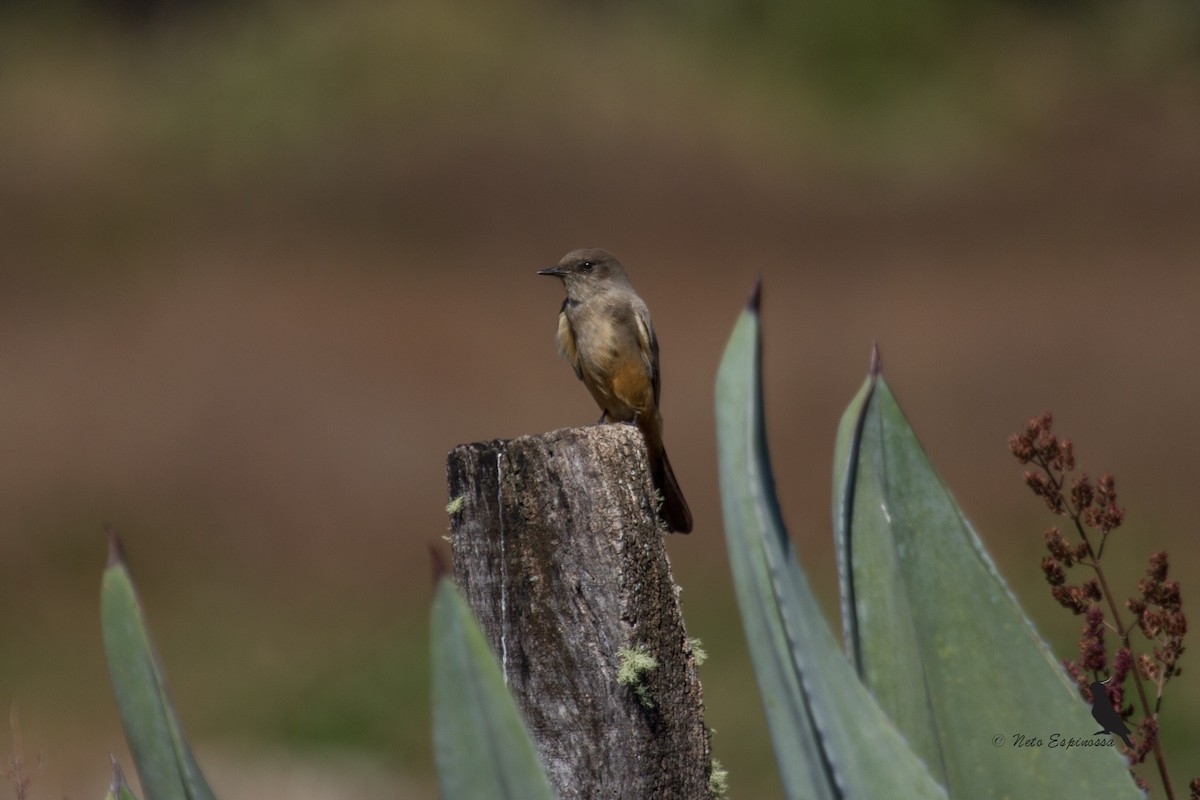 Say's Phoebe - ML139785611