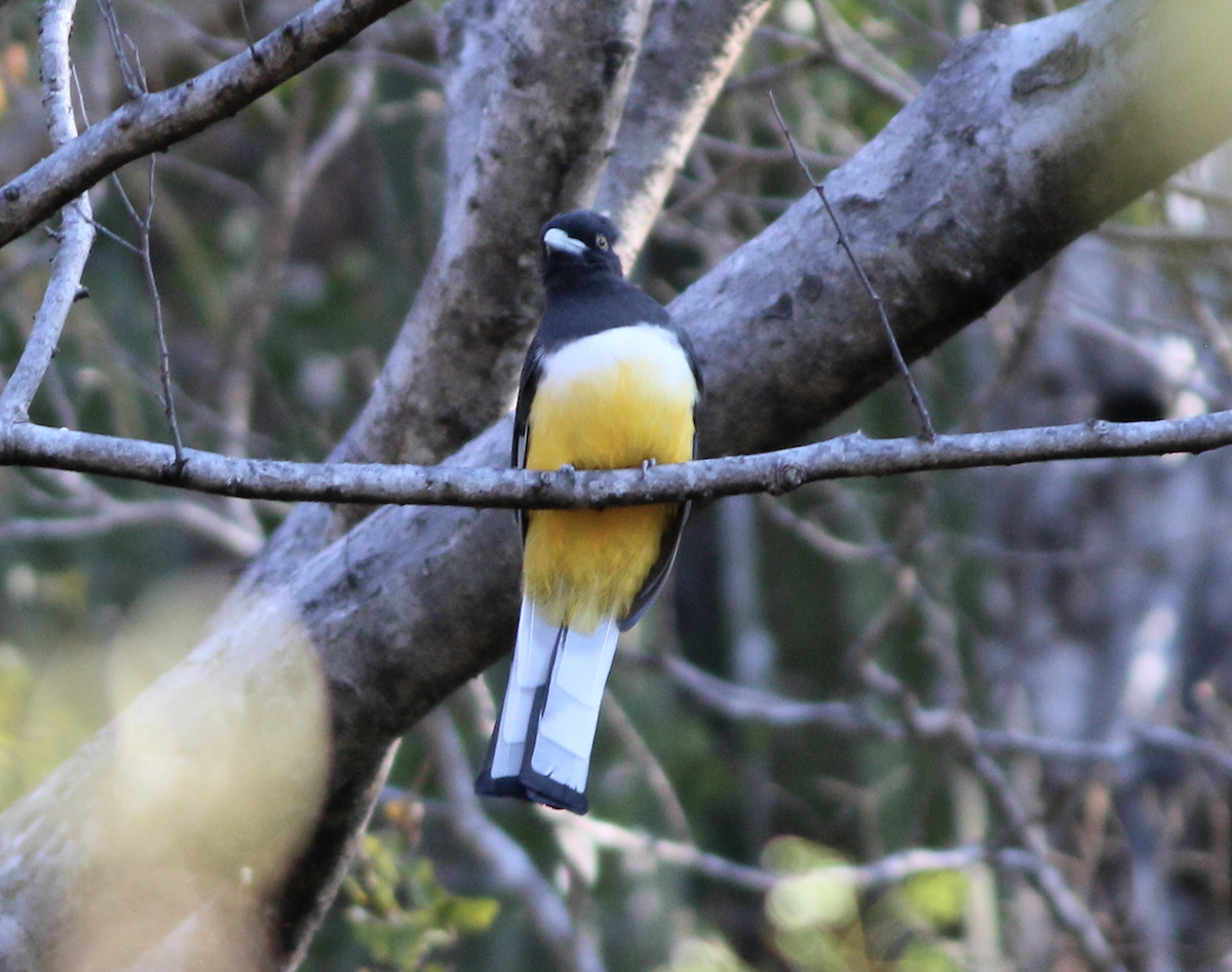 trogon žlutobřichý - ML139785821