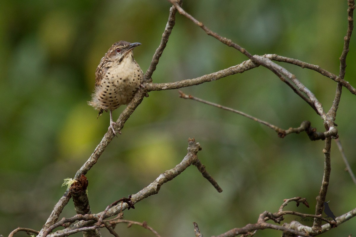 Spotted Wren - ML139786361