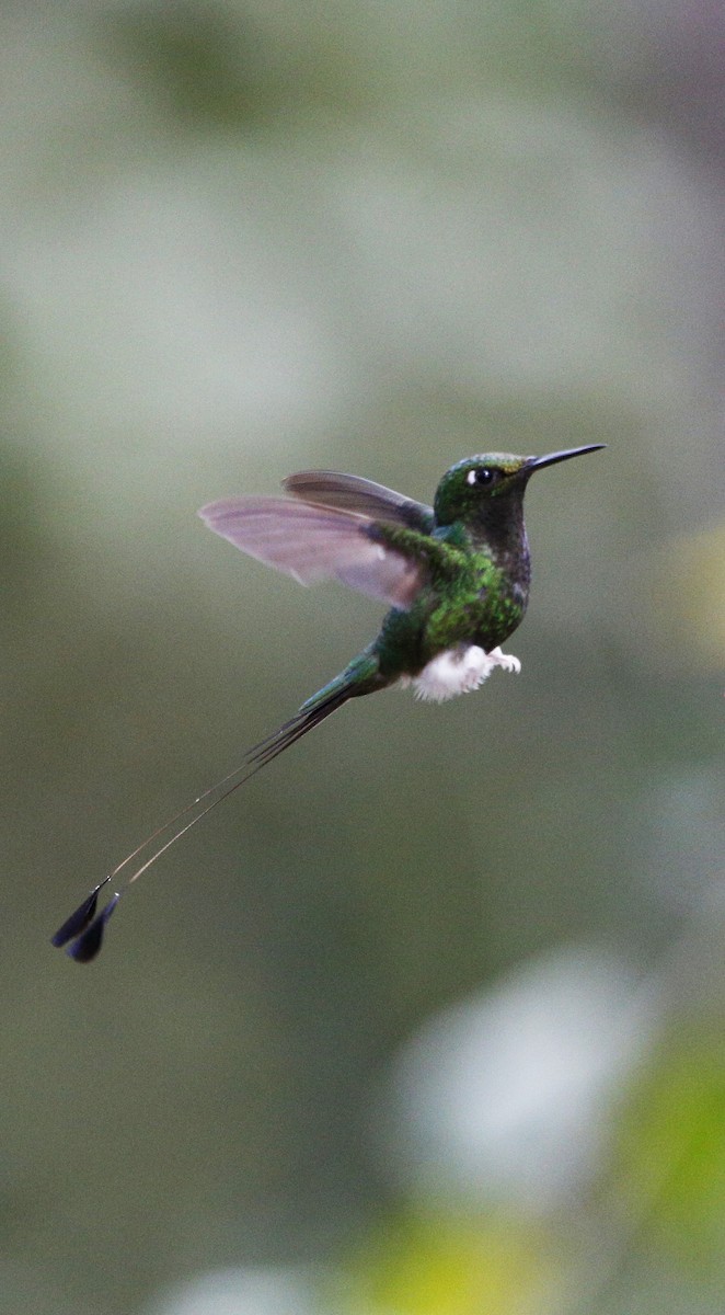 Colibrí de Raquetas Faldiblanco - ML139786421