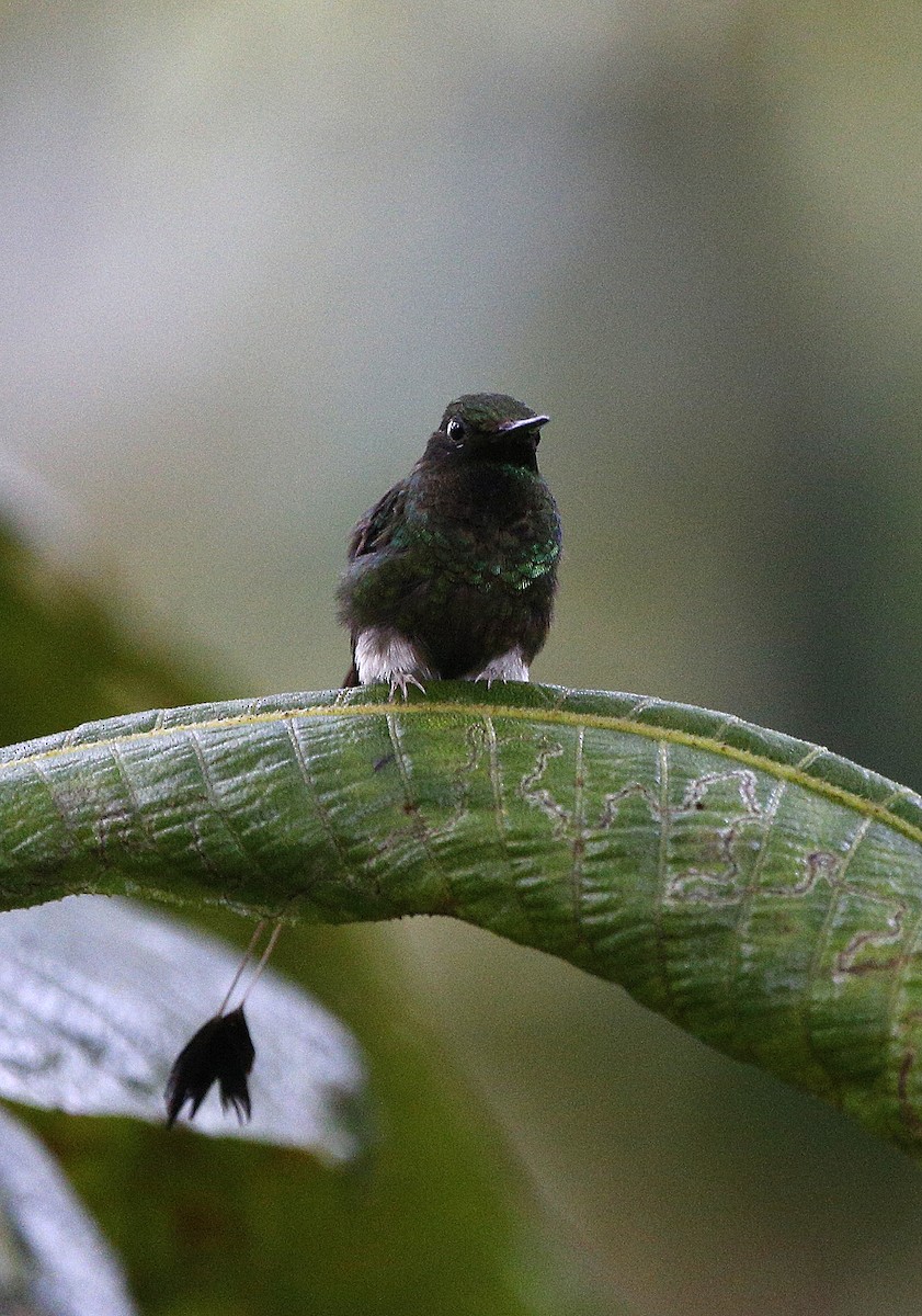 Colibrí de Raquetas Faldiblanco - ML139786601