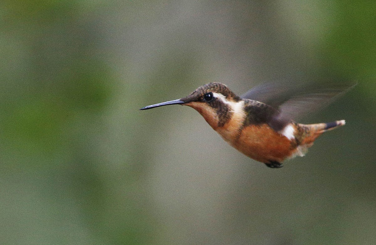 Colibrí de Mitchell - ML139786611