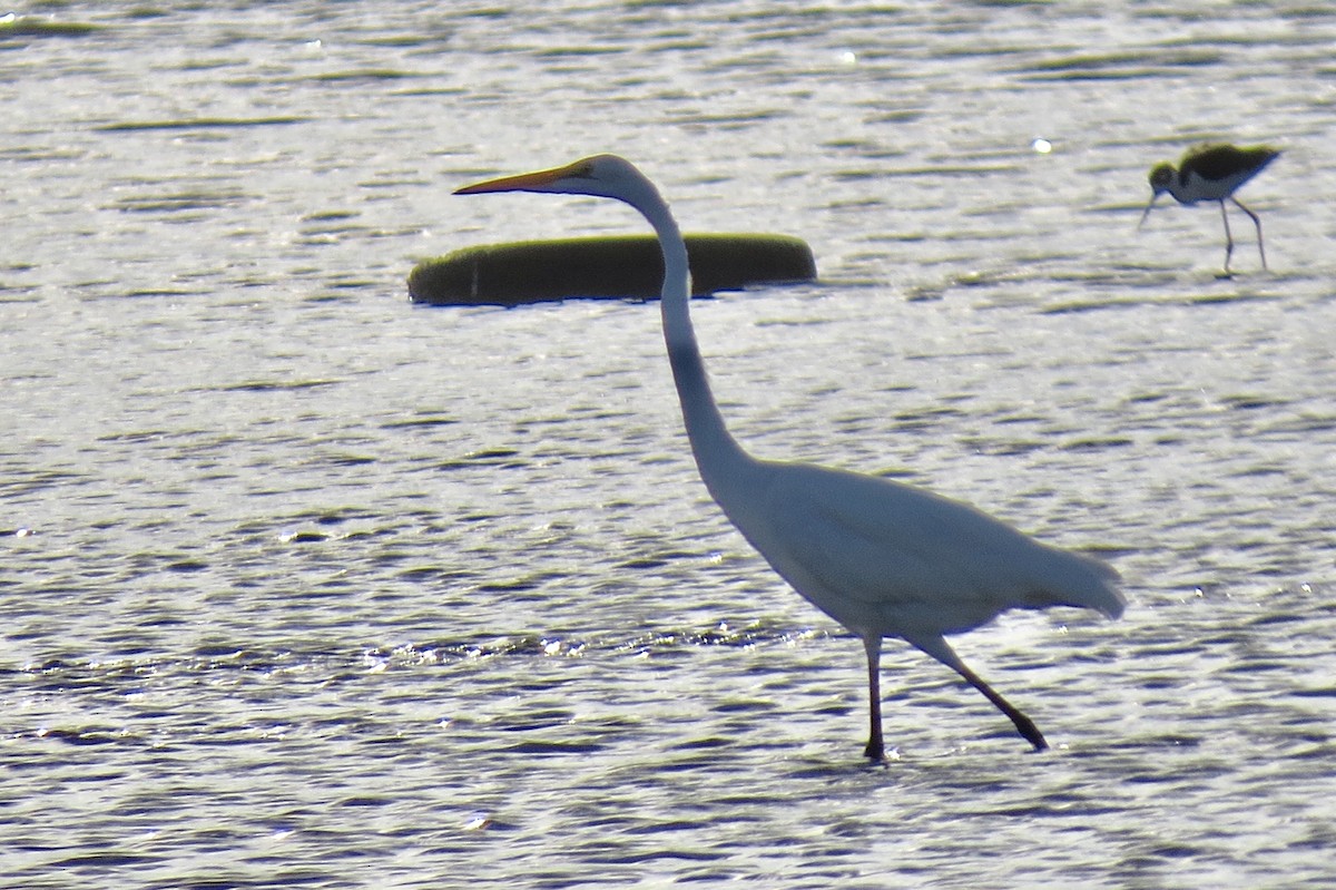 Great Egret - ML139787241