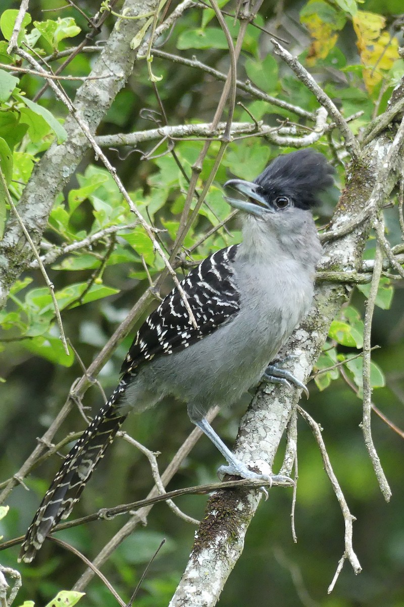 Giant Antshrike - ML139788581