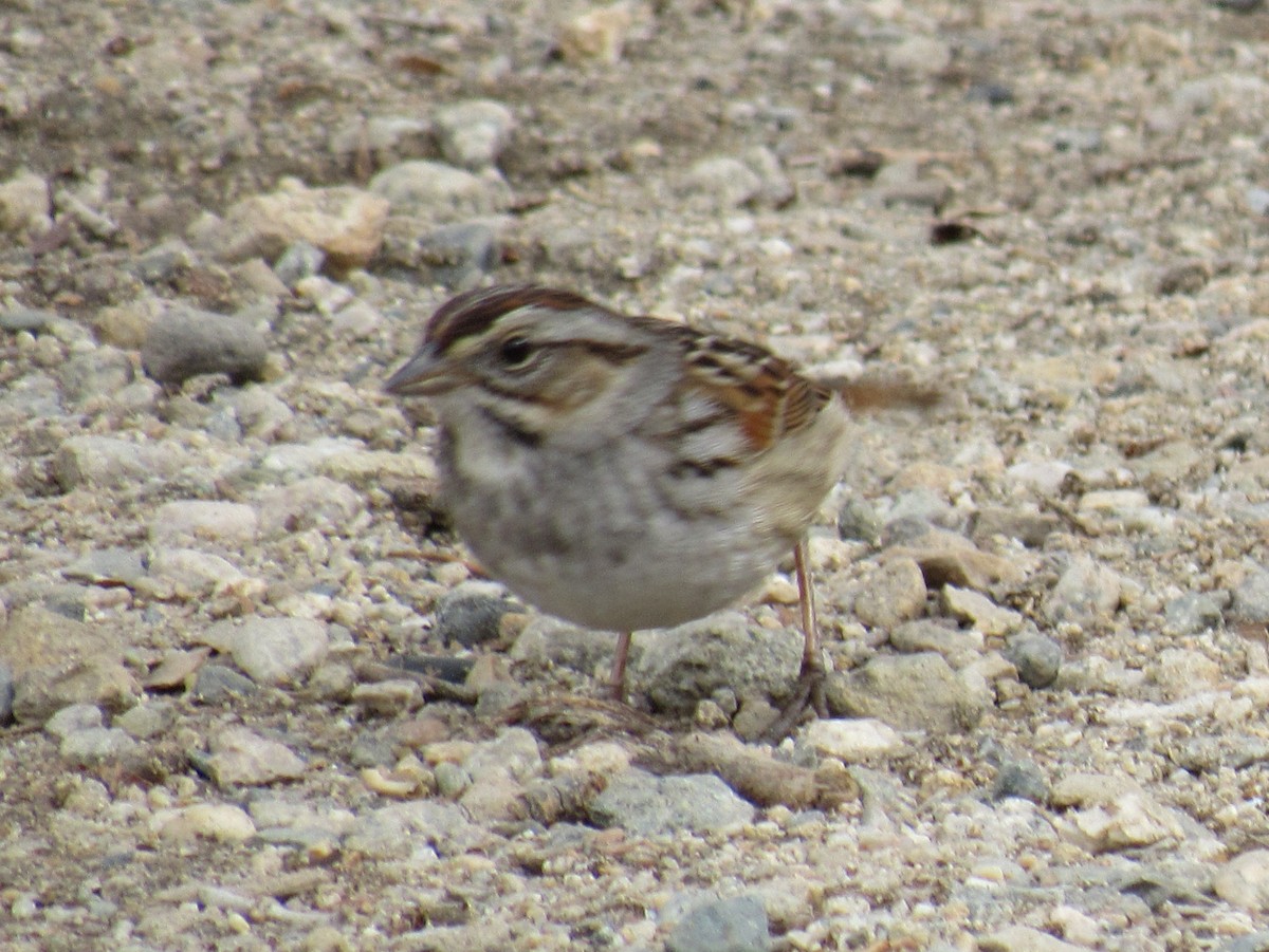 Swamp Sparrow - ML139788641