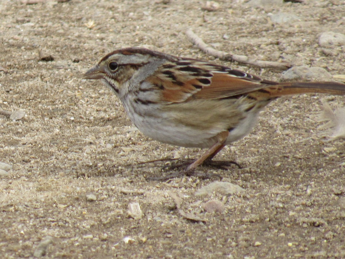 Swamp Sparrow - ML139788721