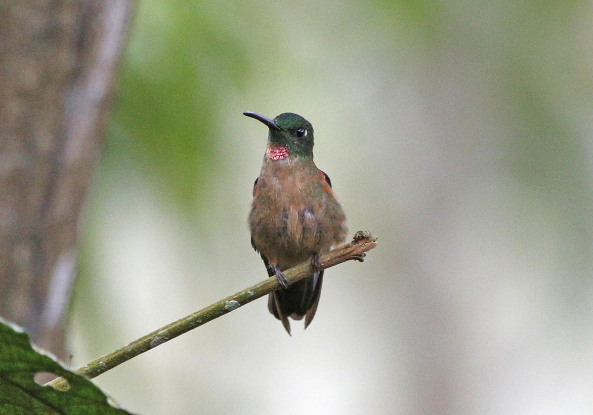 kolibřík hnědobřichý - ML139788961