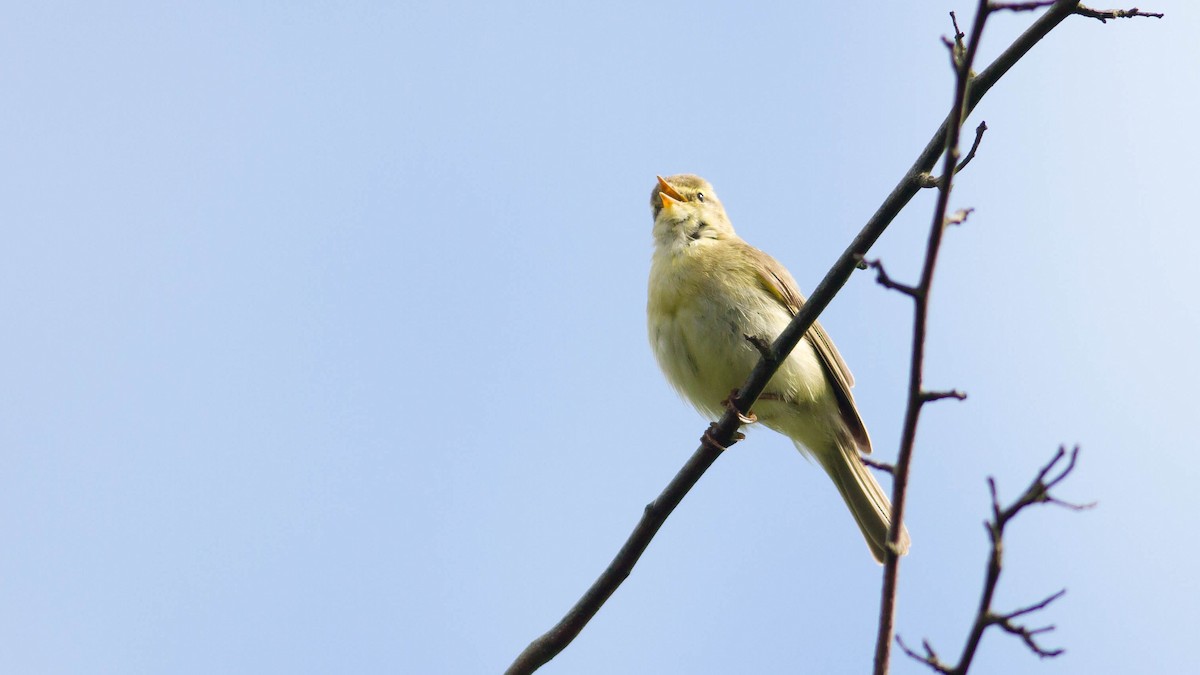 Willow Warbler - ML139789131