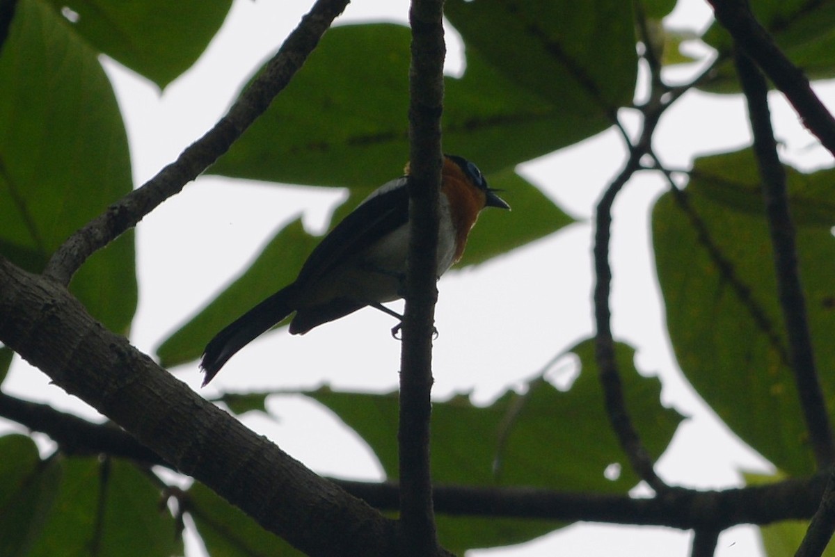 Ochre-collared Monarch - ML139789801