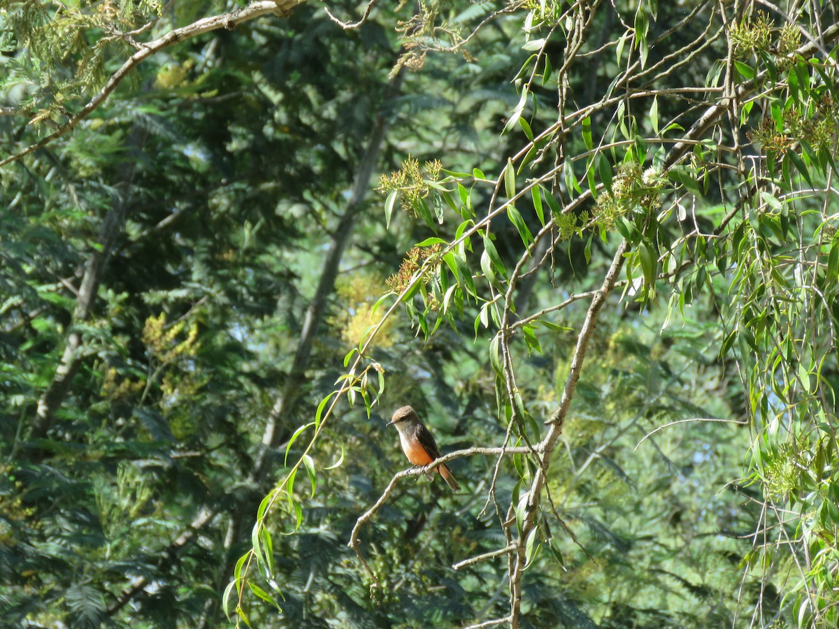 Vermilion Flycatcher - Louise Falcon