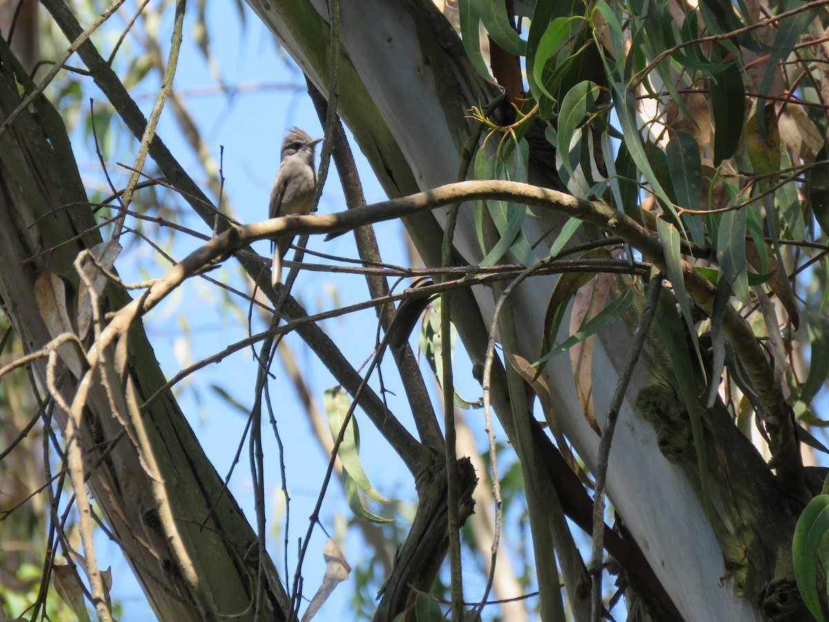 Smoke-colored Pewee - ML139791551