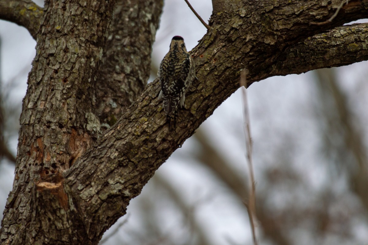 Yellow-bellied Sapsucker - ML139791701