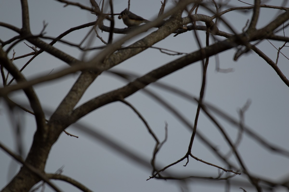 Tufted Titmouse - ML139792021