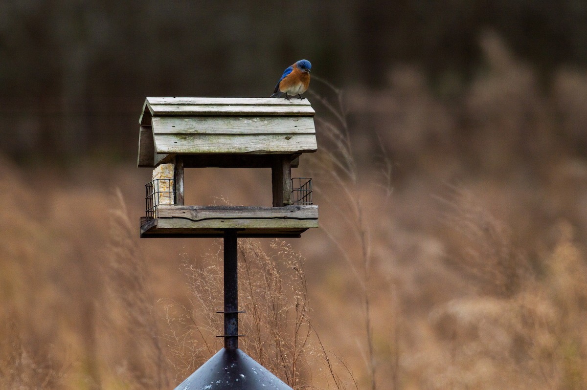 Eastern Bluebird - ML139792411