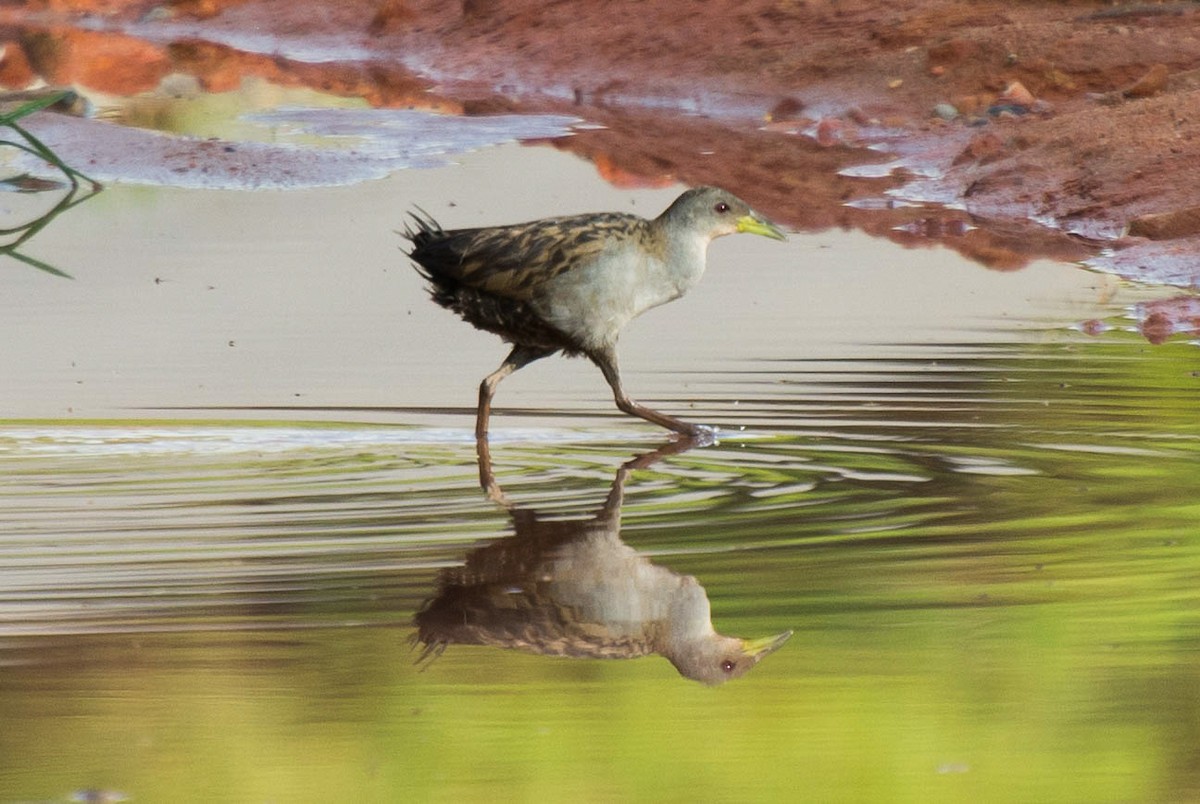 Ash-throated Crake - ML139792451