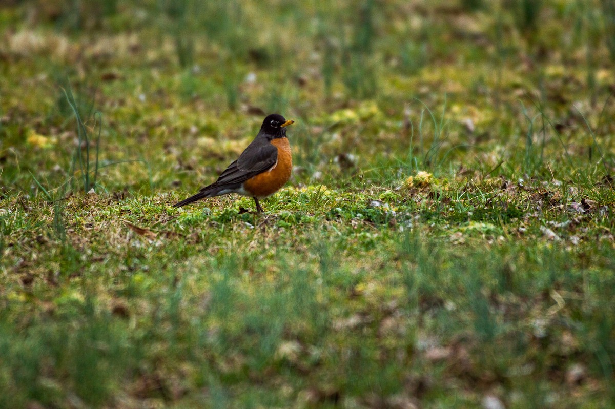 American Robin - ML139792501