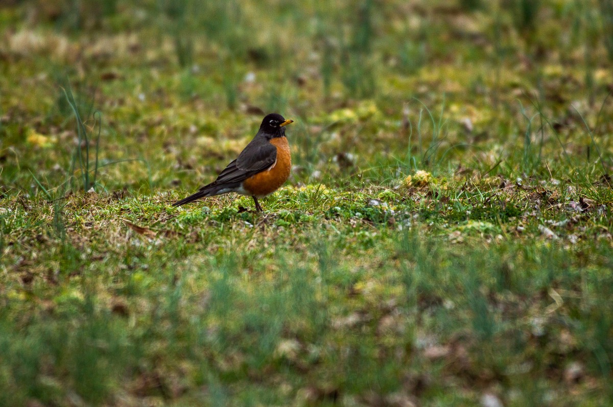 American Robin - Louise Belk