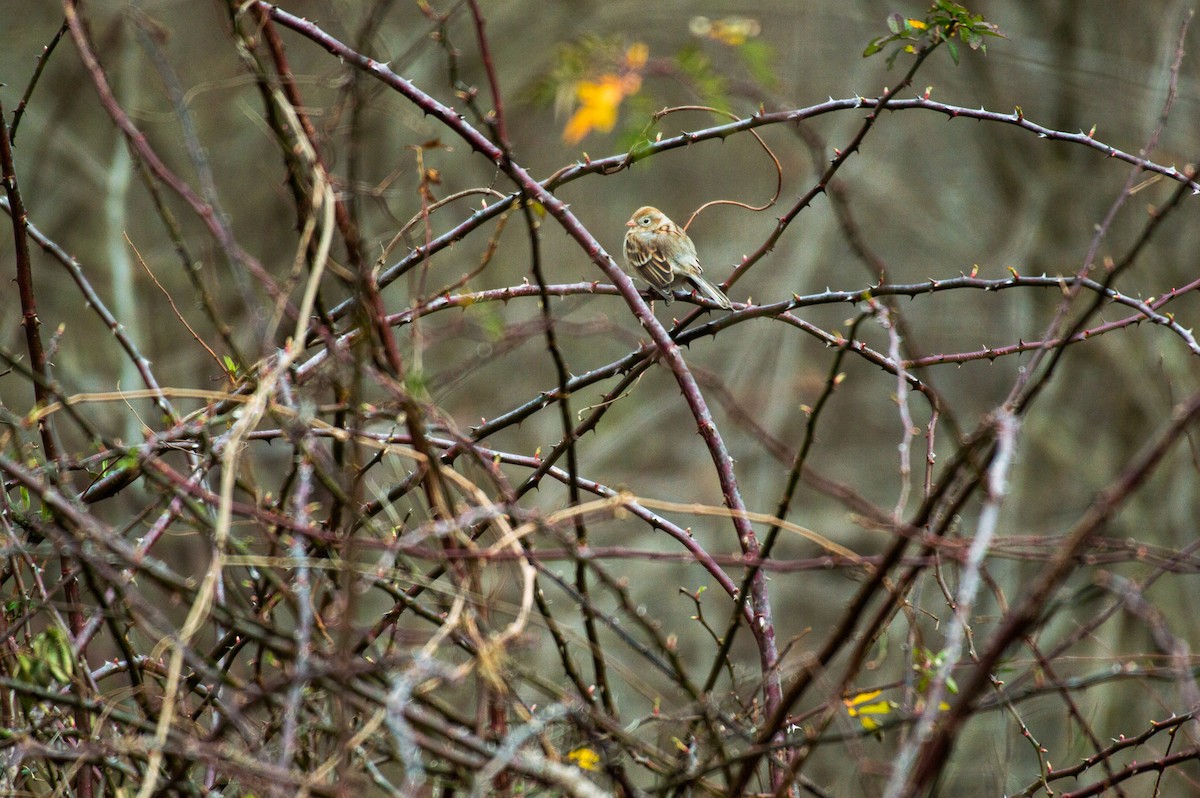 Field Sparrow - ML139792661