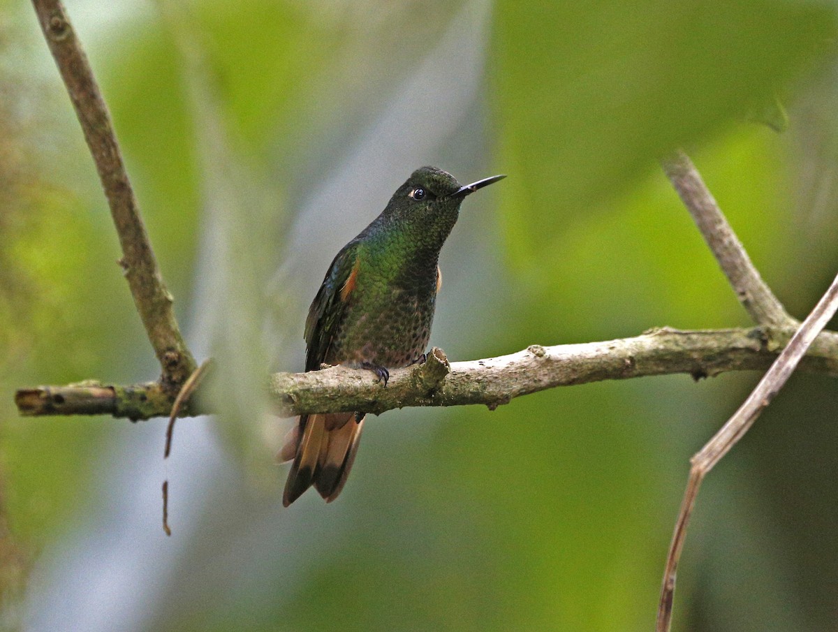 kolibřík žlutoocasý - ML139792721