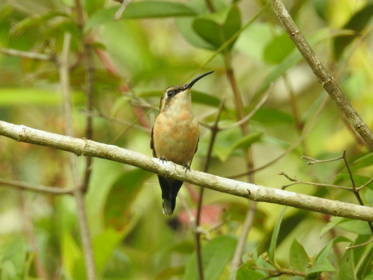 Colibri à queue singulière - ML139793191