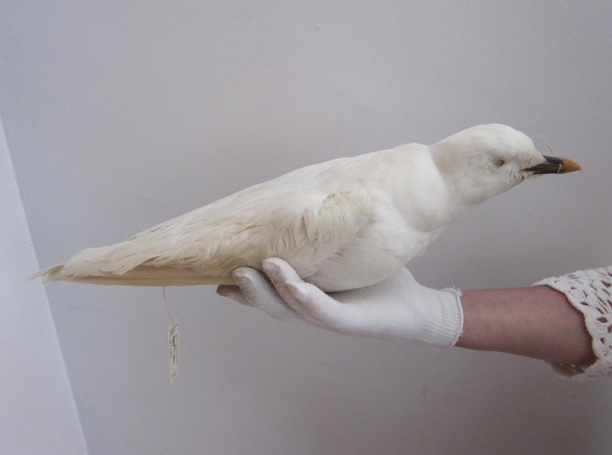 Ivory Gull - ML139794041