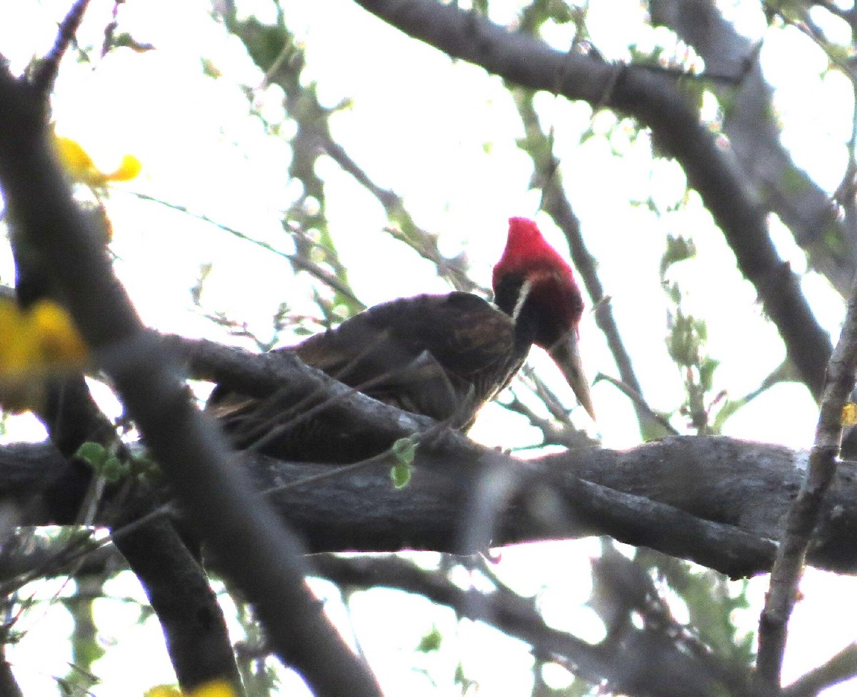 Pale-billed Woodpecker - ML139794121