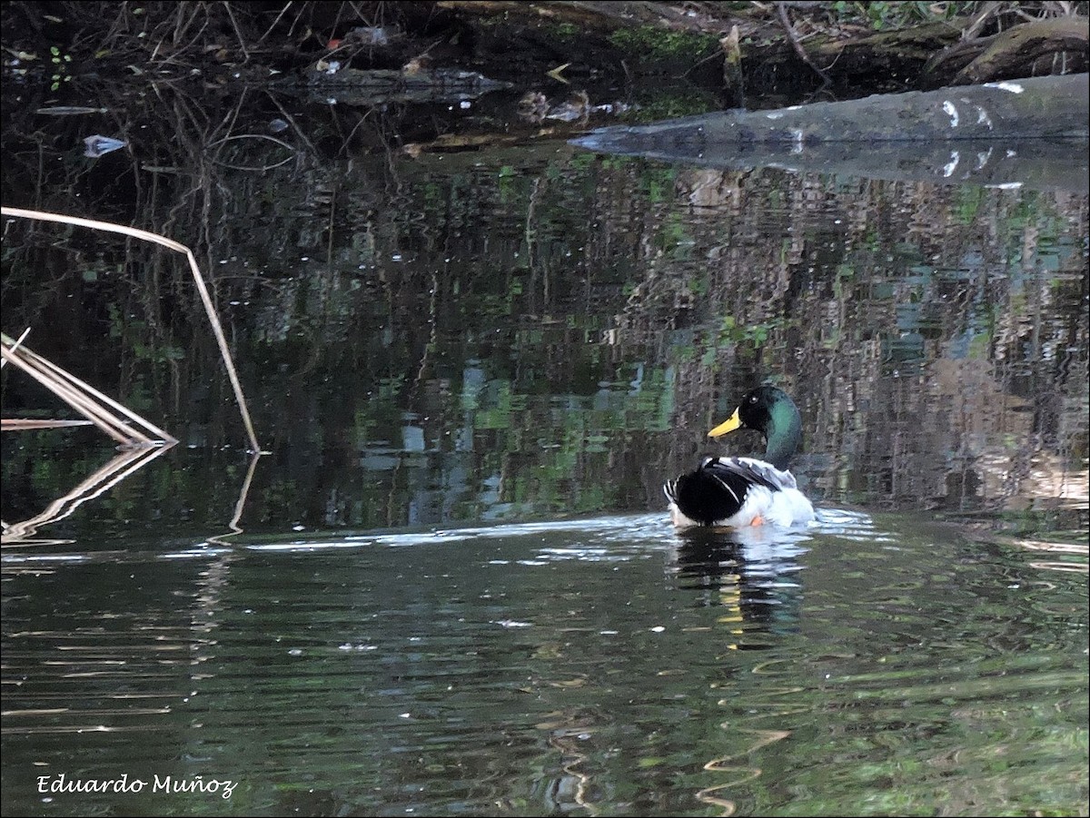 Mallard (Domestic type) - Hermann Eduardo Muñoz