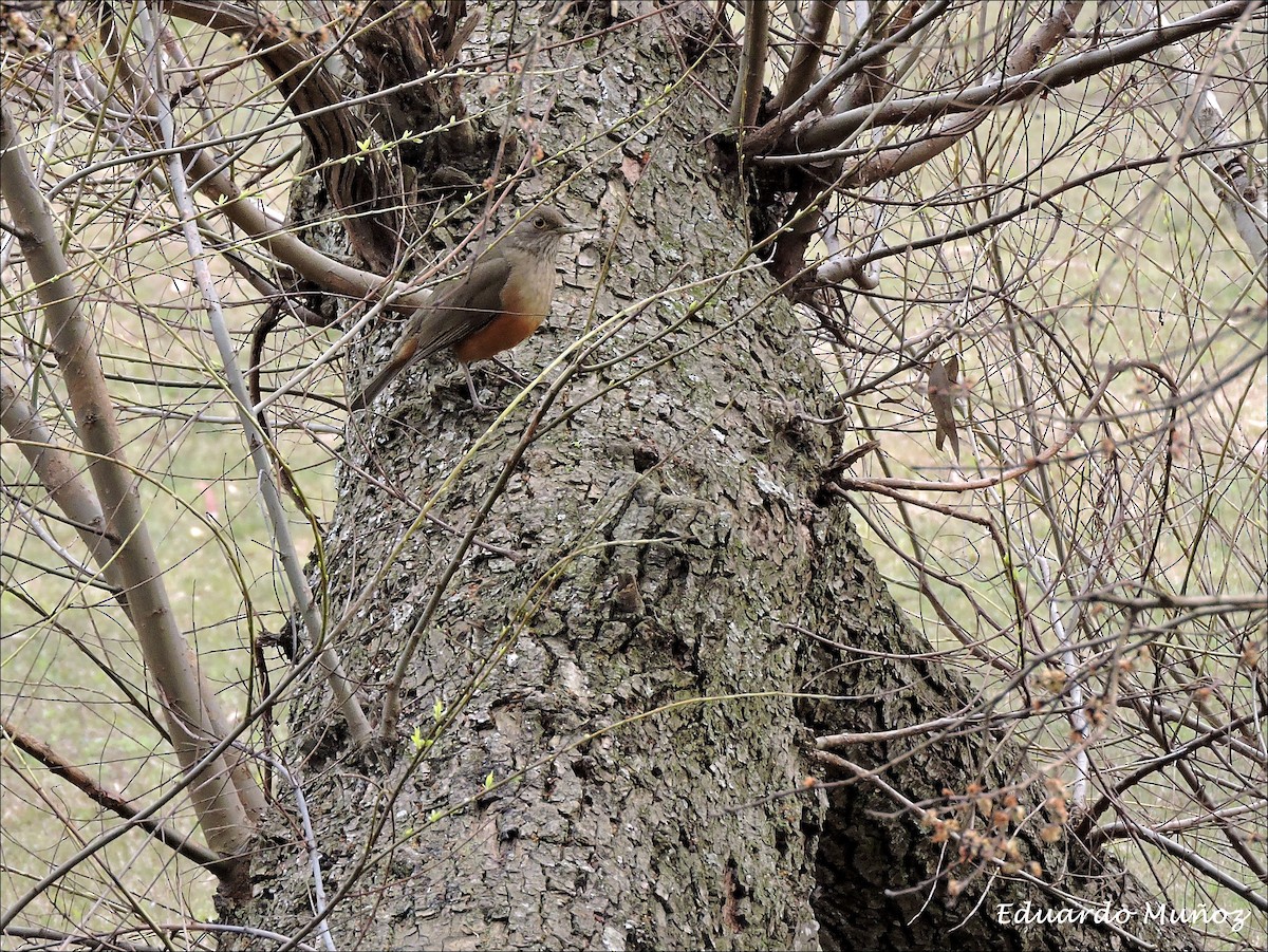 Rufous-bellied Thrush - ML139795721