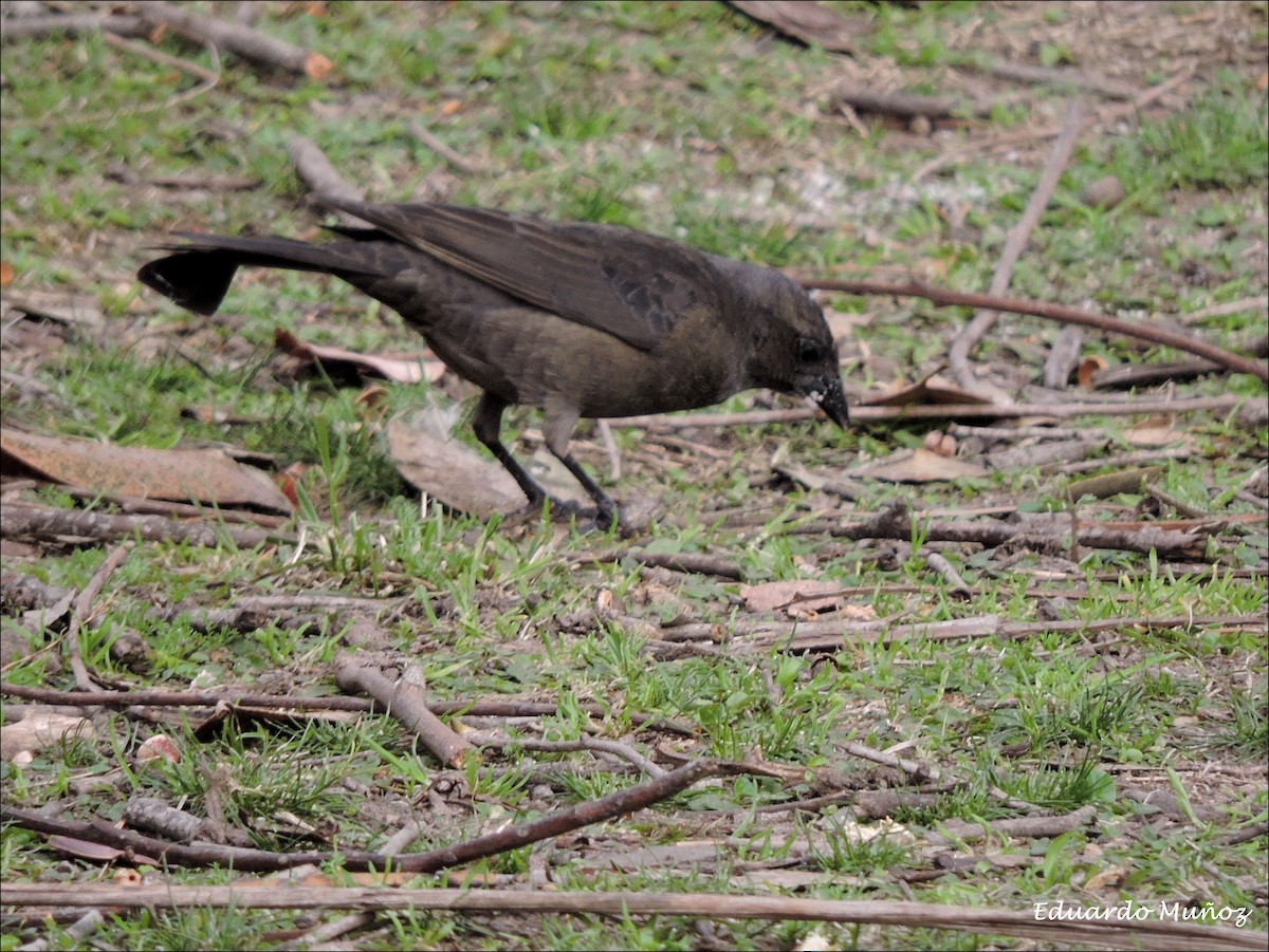 Shiny Cowbird - ML139795731