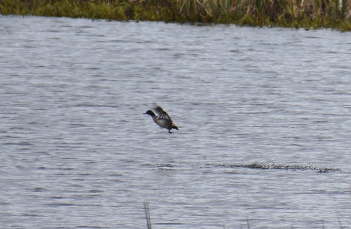 Green-winged Teal - ML139795941