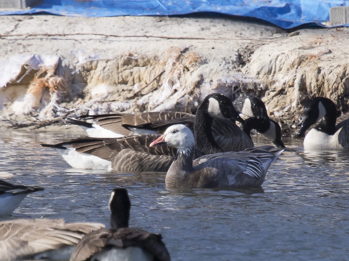 Snow Goose - David Boltz