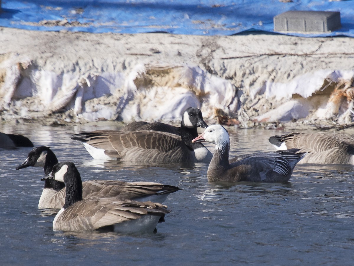Snow Goose - David Boltz