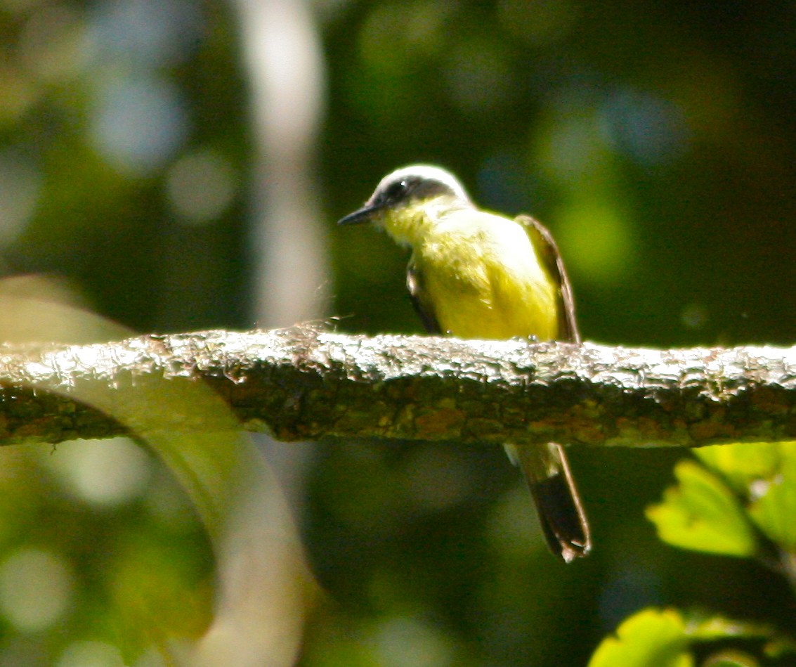 Three-striped Flycatcher - ML139796761