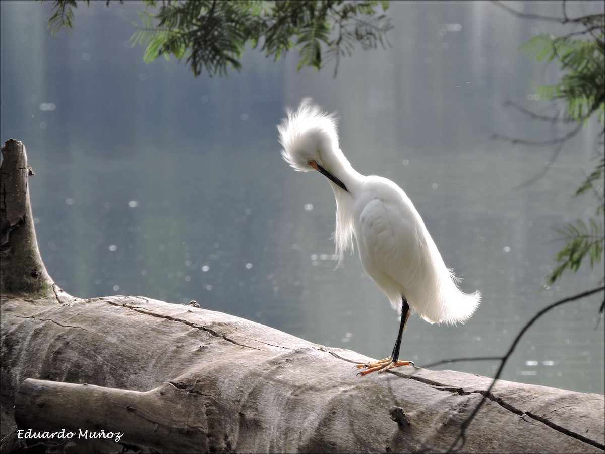 Snowy Egret - ML139796931