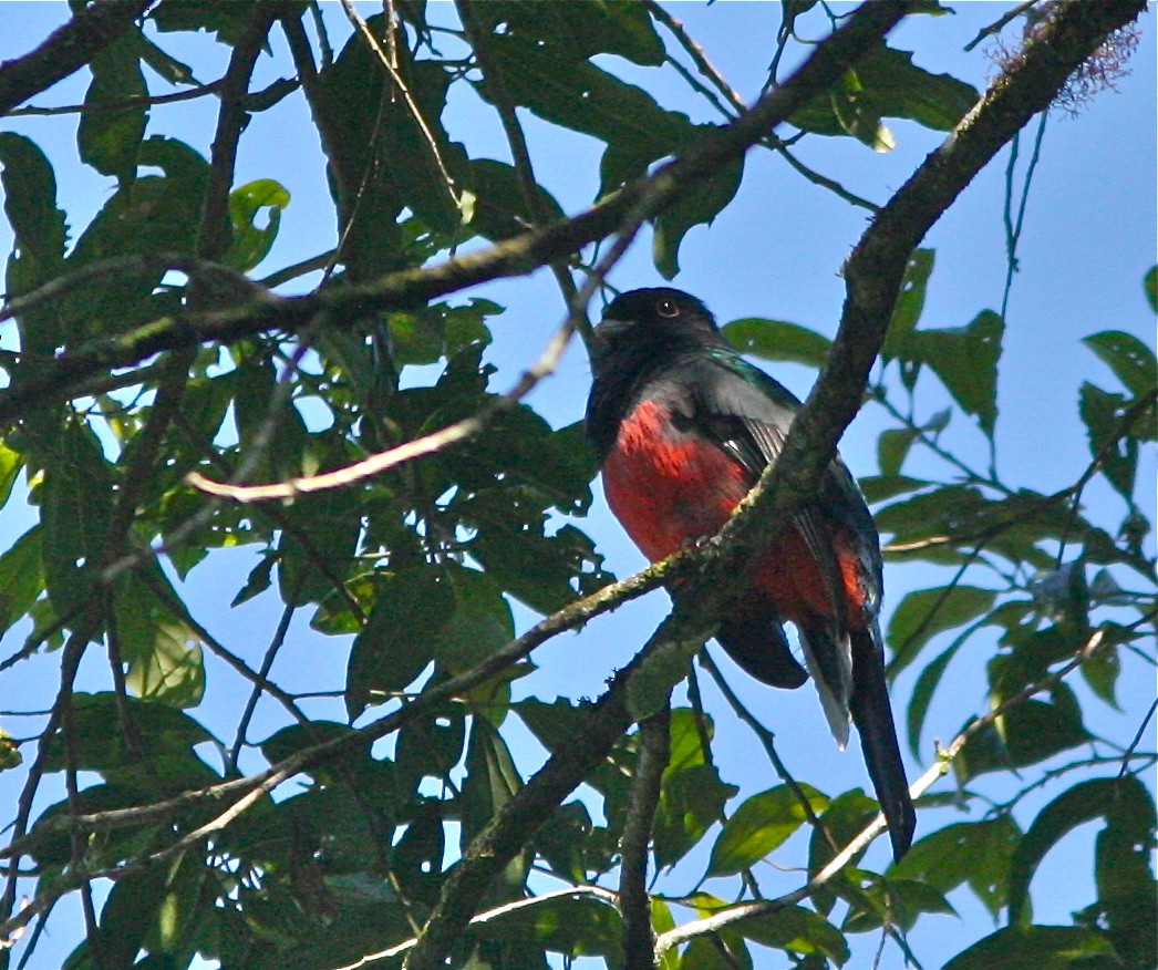 Surucua Trogon (Red-bellied) - ML139797131