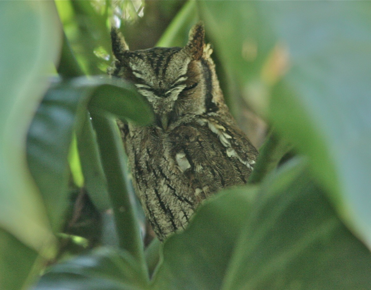 Tropical Screech-Owl - ML139797901