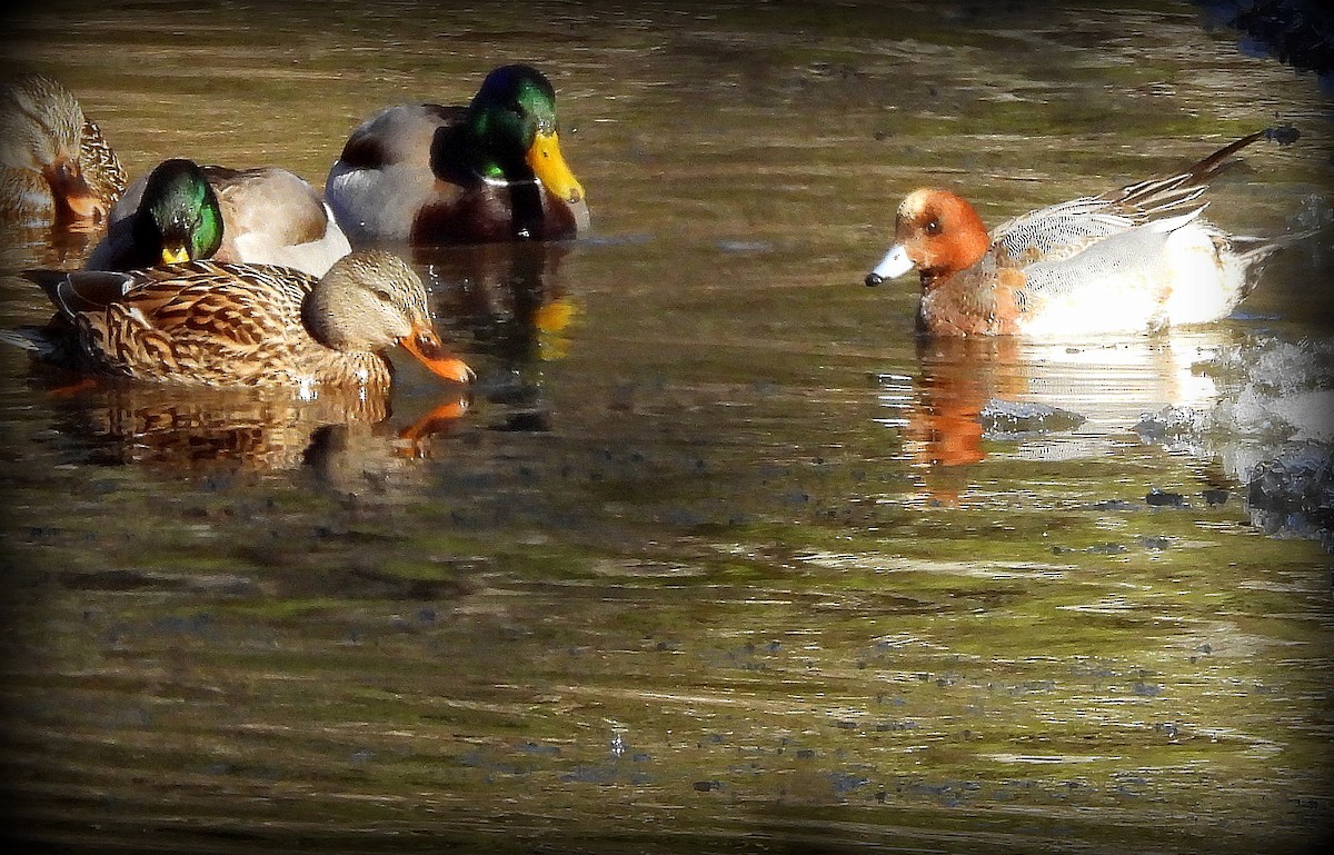 Eurasian Wigeon - Tom Olson