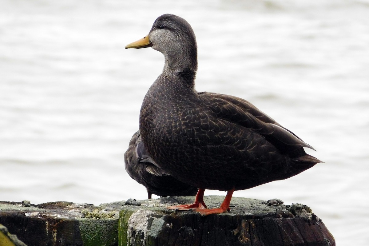 American Black Duck - ML139799631