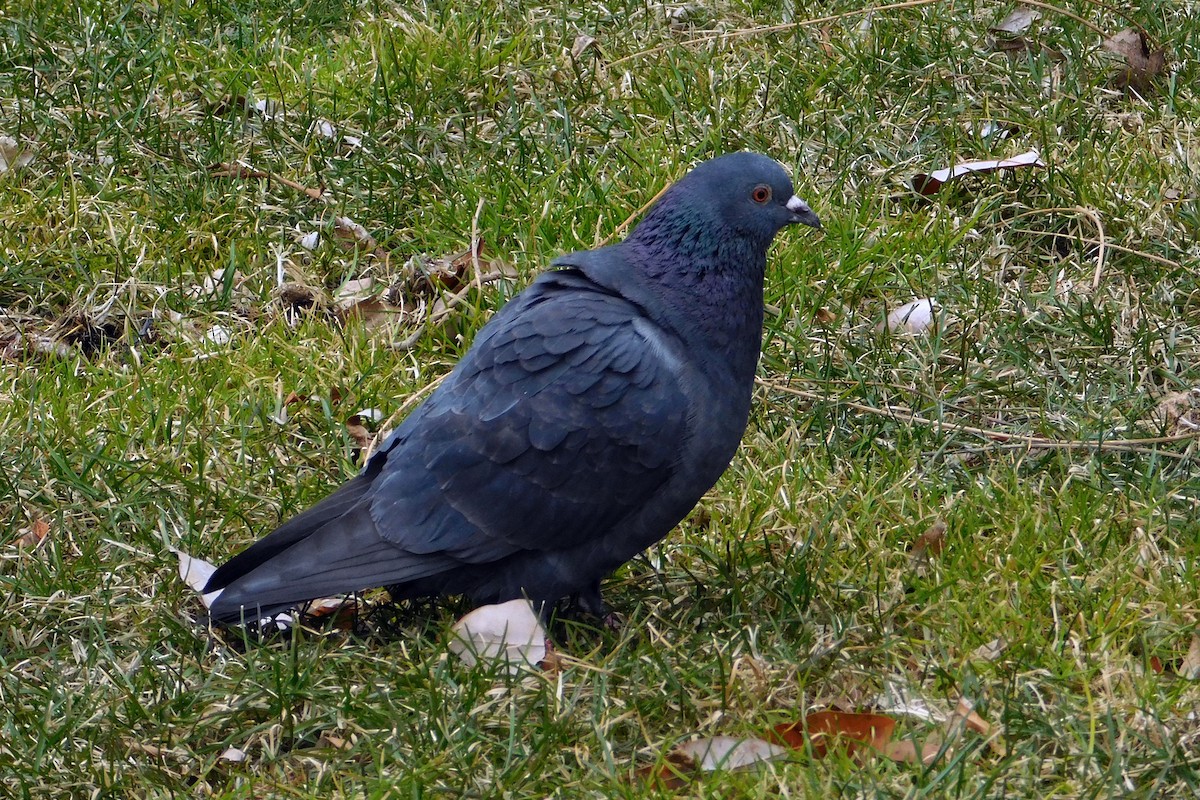 Rock Pigeon (Feral Pigeon) - ML139799711