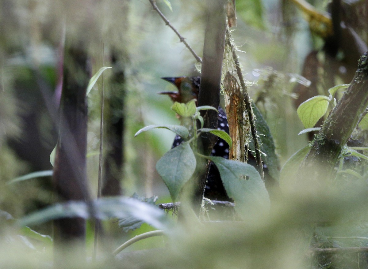 Ocellated Tapaculo - Laura Keene