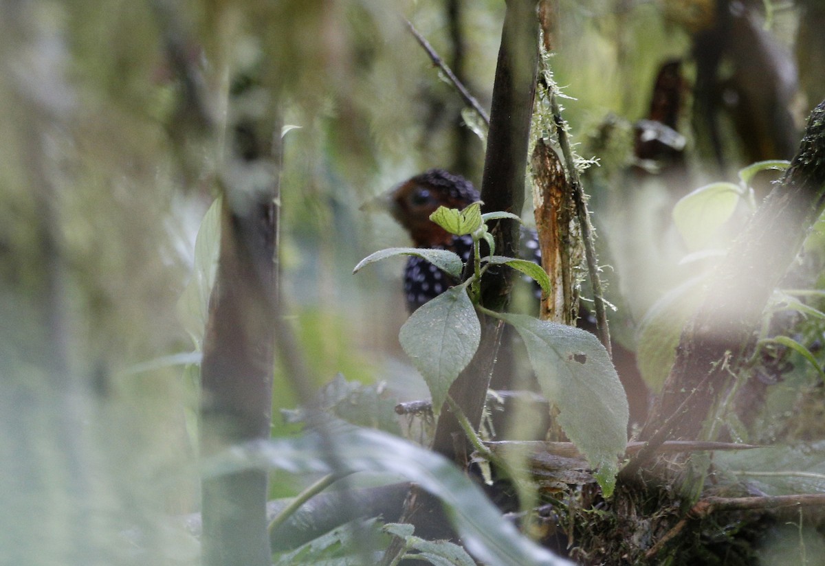 Ocellated Tapaculo - ML139800881