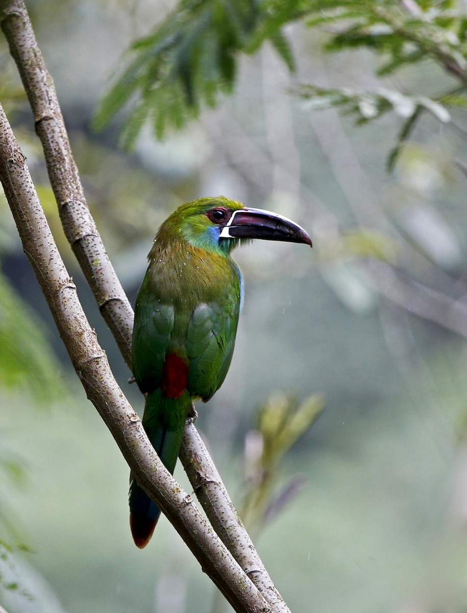 Crimson-rumped Toucanet - ML139801221