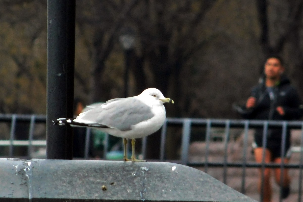 Gaviota de Delaware - ML139801601