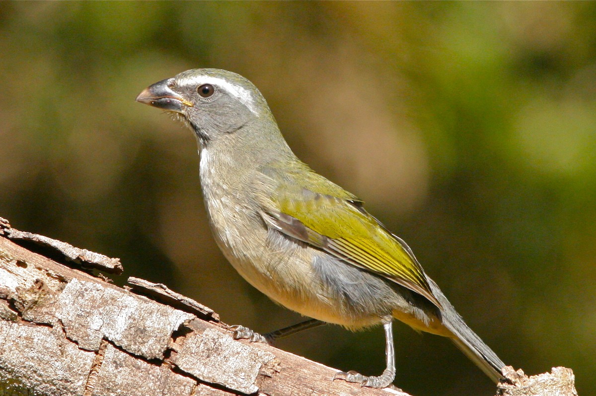 Green-winged Saltator - ML139802091