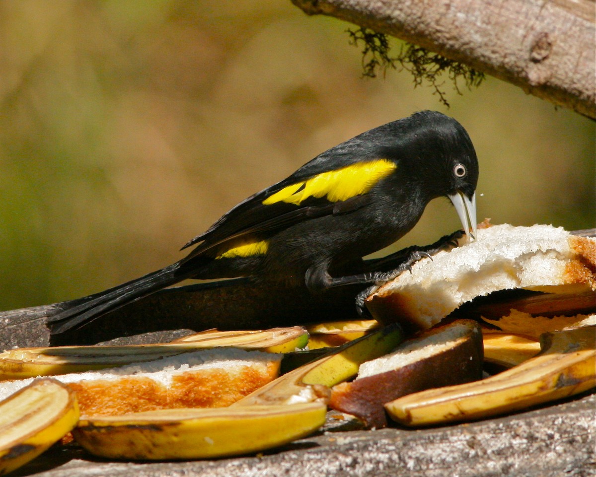 Golden-winged Cacique - ML139802371