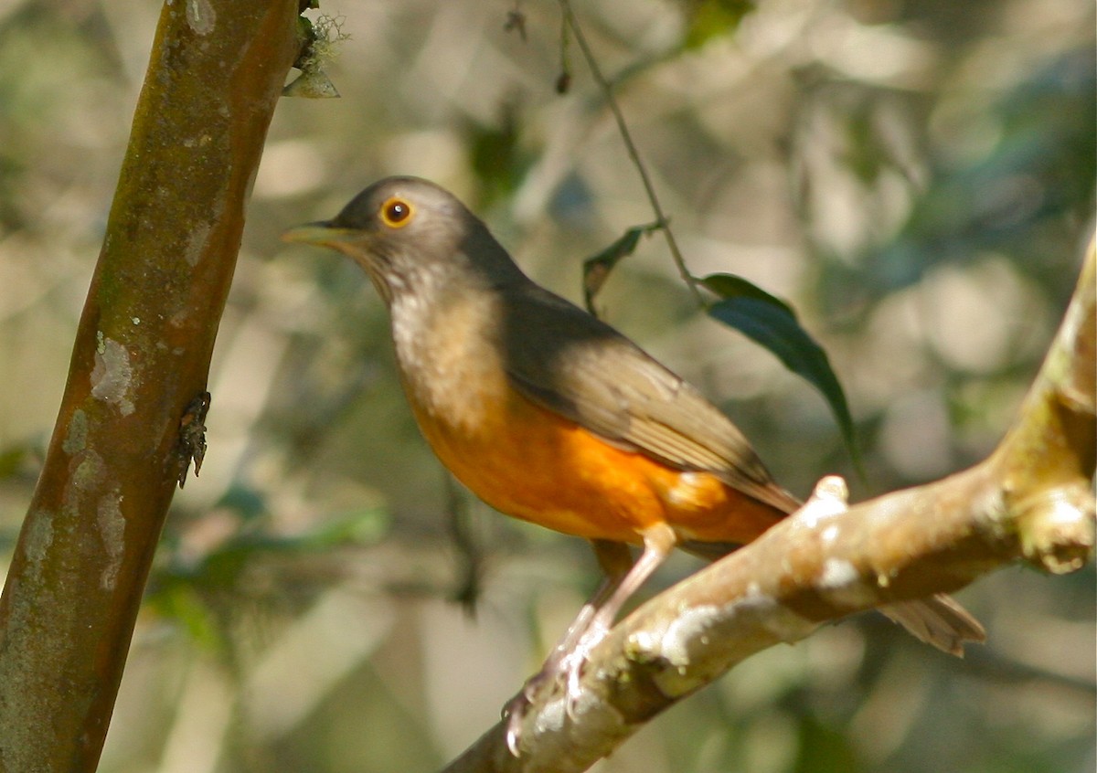 Rufous-bellied Thrush - ML139802741