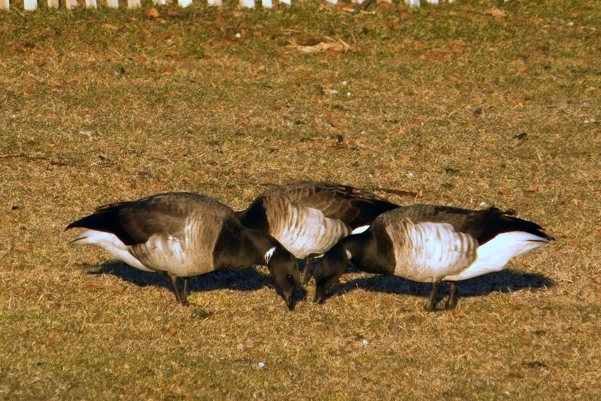 Brant - ML139803521