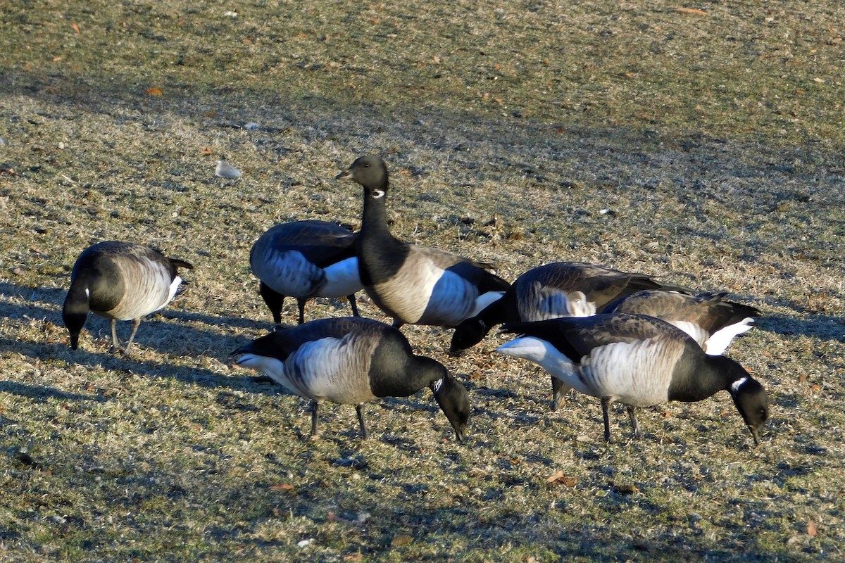 Brant - ML139803531