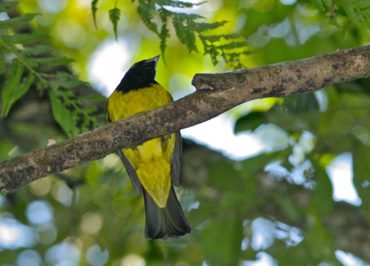 Cotinga Encapuchado - ML139804241