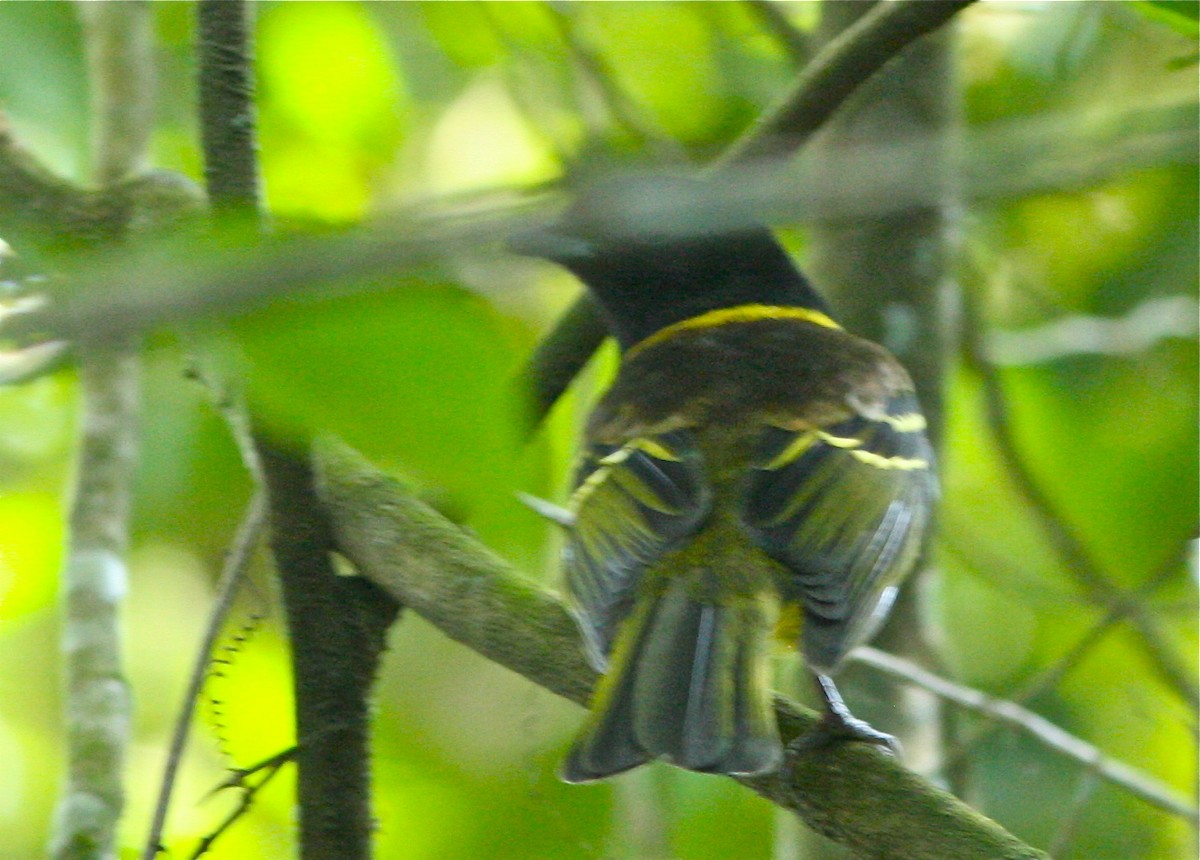 Cotinga Encapuchado - ML139804591